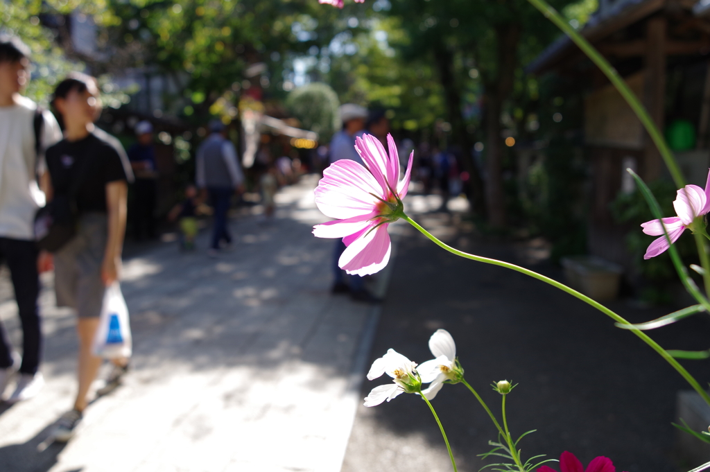 秋桜_深大寺