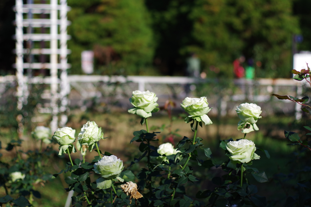 バラ_代々木公園