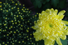 奉納菊花展_明治神宮
