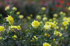 バラ_神代植物公園 バラ_神代植物公園