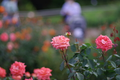 バラ_神代植物公園