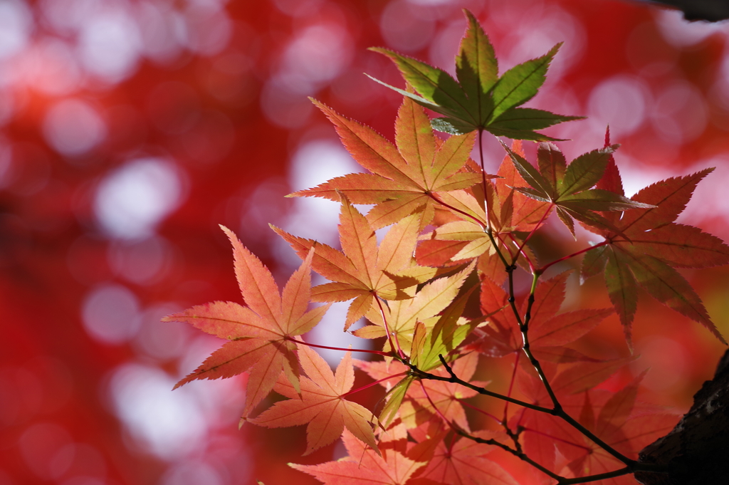 紅葉_紅葉山公園