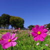 コスモス_昭和記念公園
