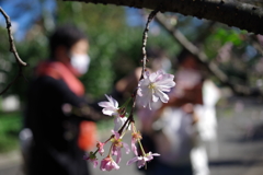 十月桜_新宿御苑