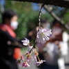 十月桜_新宿御苑