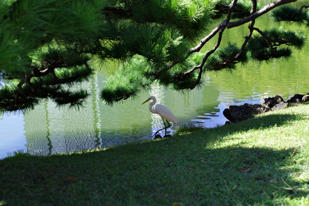 サギ_浜離宮恩賜庭園