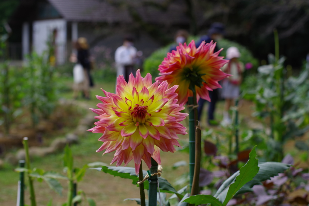 ダリア_神代植物公園