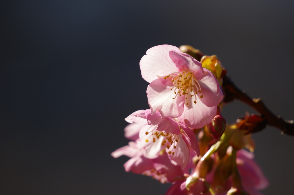 河津桜_哲学堂公園