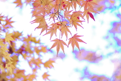紅葉_桃園川緑道