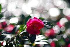 山茶花_神代植物公園