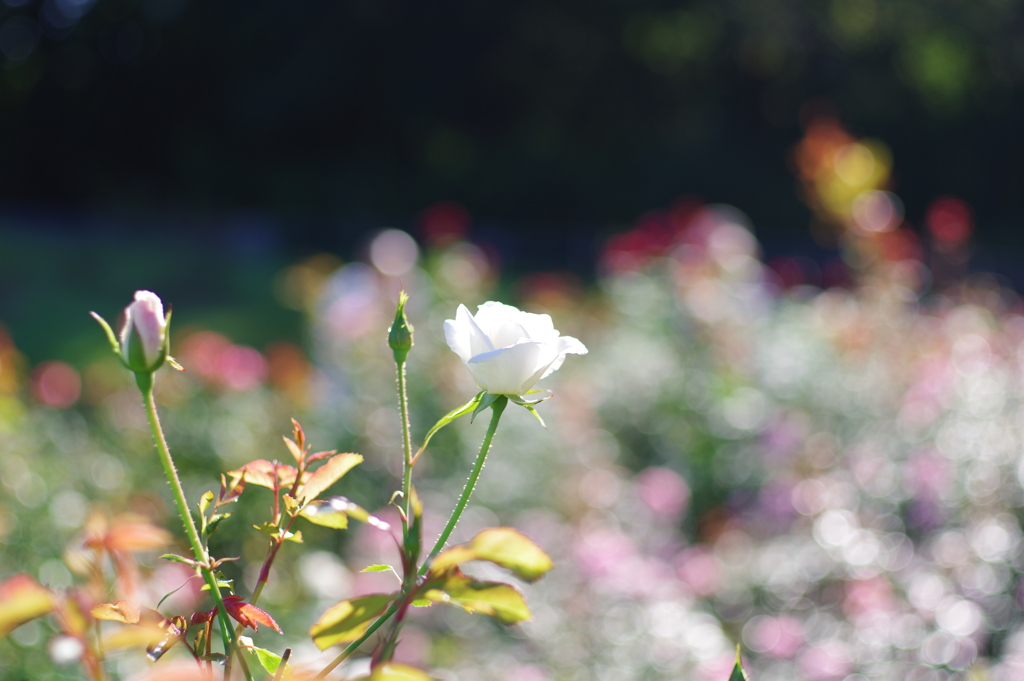 薔薇_神代植物公園