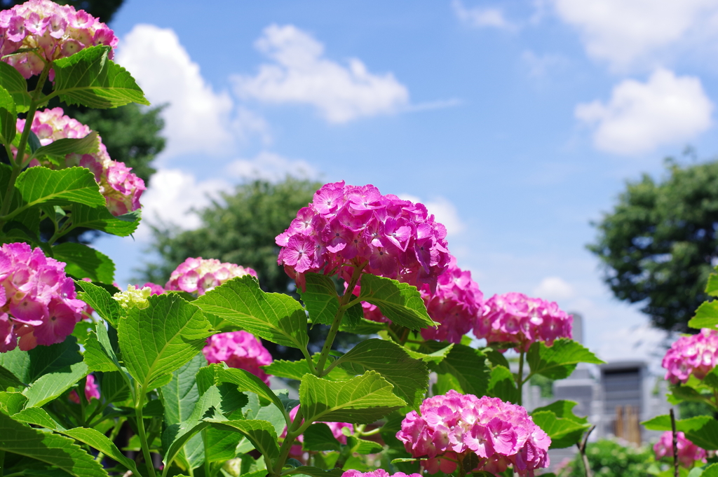 紫陽花_妙法寺