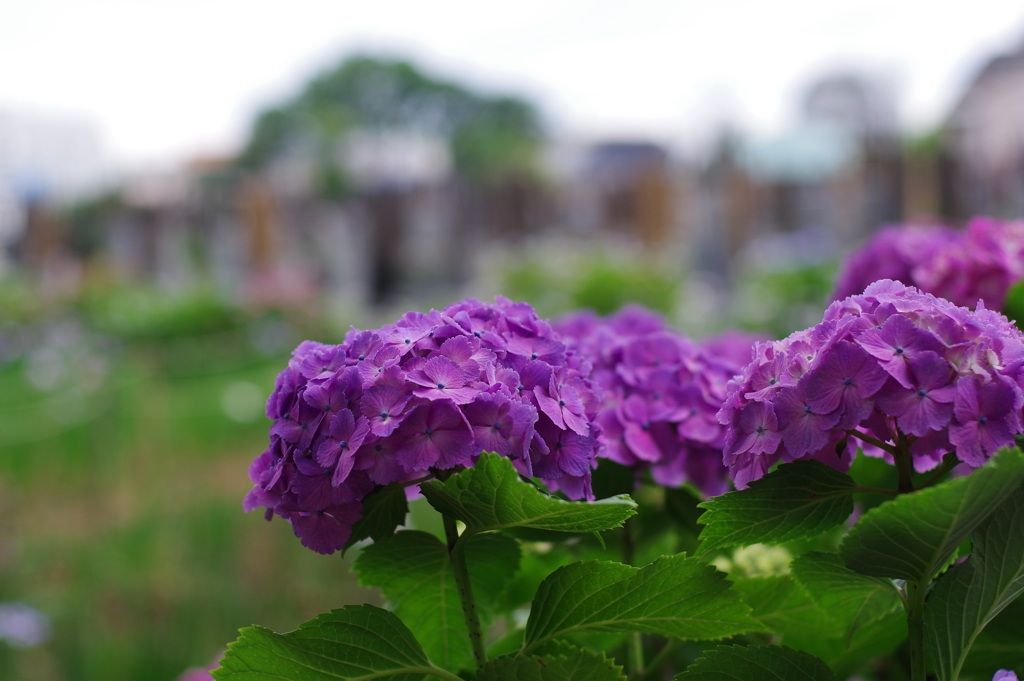 紫陽花_妙法寺