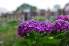 紫陽花_妙法寺