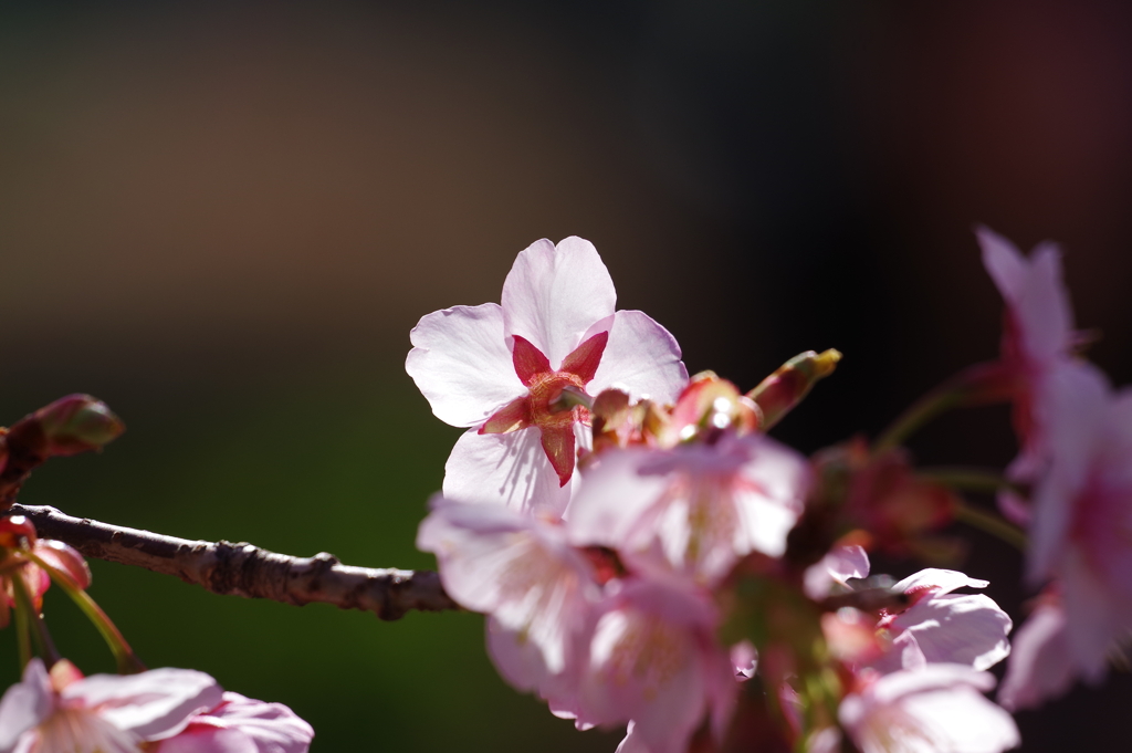 薩摩寒桜_新宿御苑