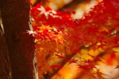 紅葉_紅葉山公園