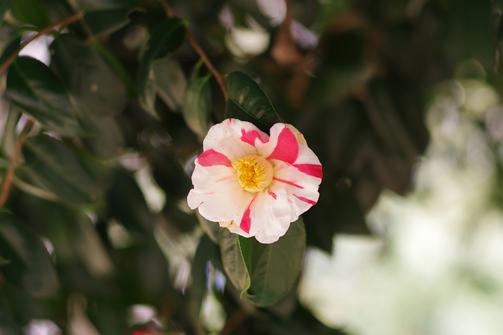 椿_神代植物公園