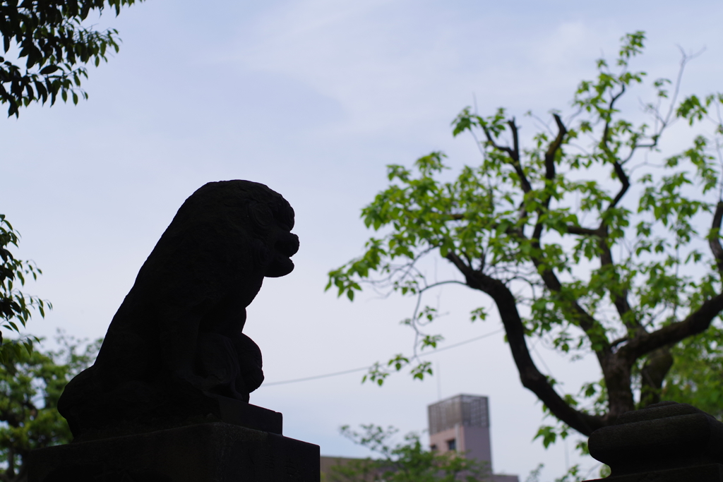 狛犬_富岡八幡宮