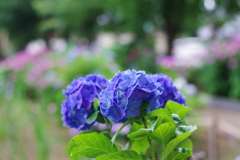 紫陽花_妙法寺