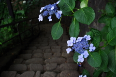 額紫陽花_飛鳥山公園