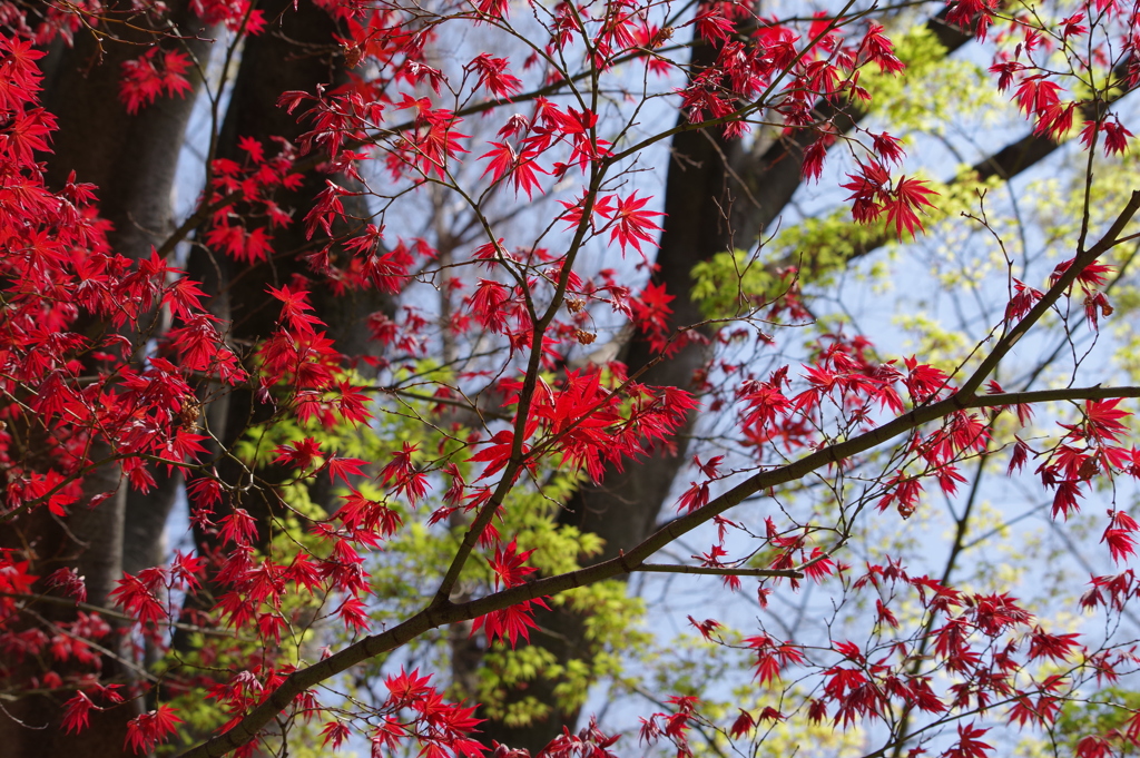 春紅葉と若楓_蚕糸の森公園