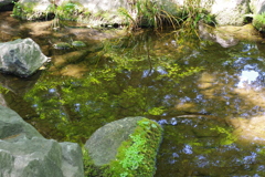 水鏡_大田黒公園