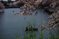 桜と菜の花_千鳥ヶ淵