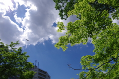 雲と楓と烏が一羽_旧古河庭園