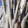 「髪」_新宿中央公園