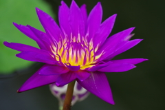 睡蓮_神代植物公園