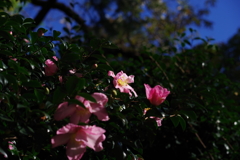 山茶花_新宿御苑