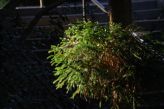 杉_紅葉山公園
