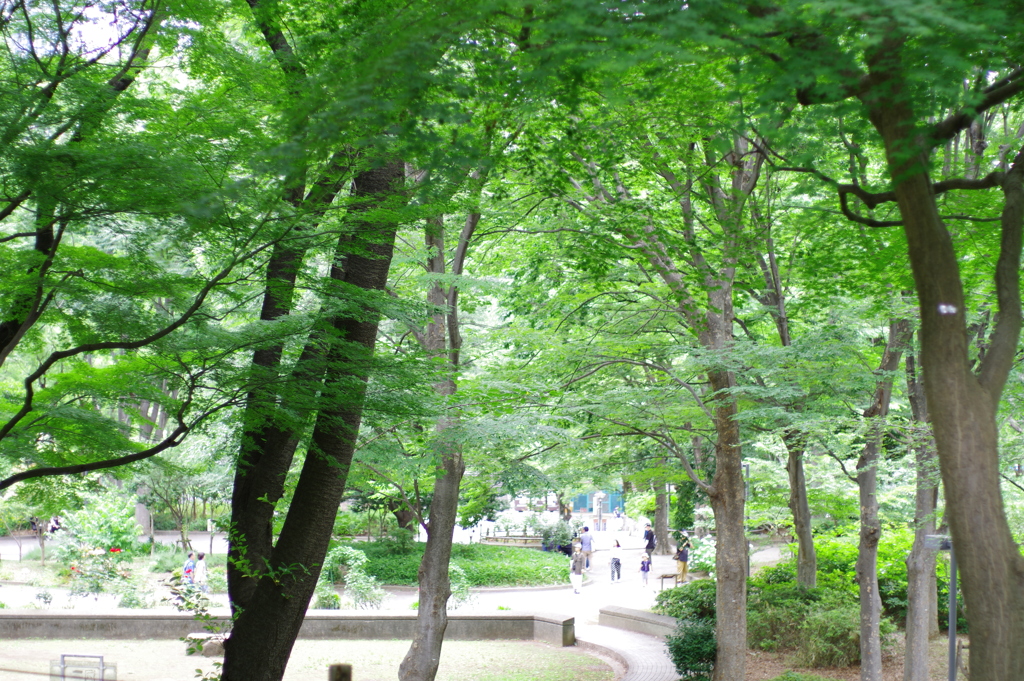 新宿中央公園