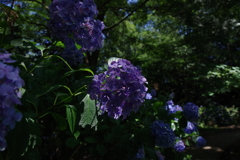 アジサイ_井の頭恩賜公園