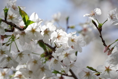 ソメイヨシノ_神代植物公園