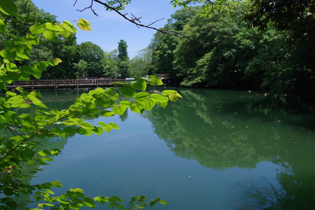 井の頭池_井の頭恩賜公園