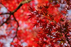 紅葉_高円寺