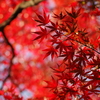 紅葉_高円寺