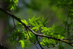 楓_神代植物公園