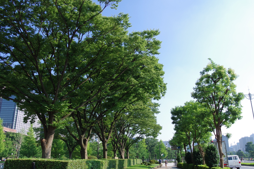 並木_和田倉噴水公園