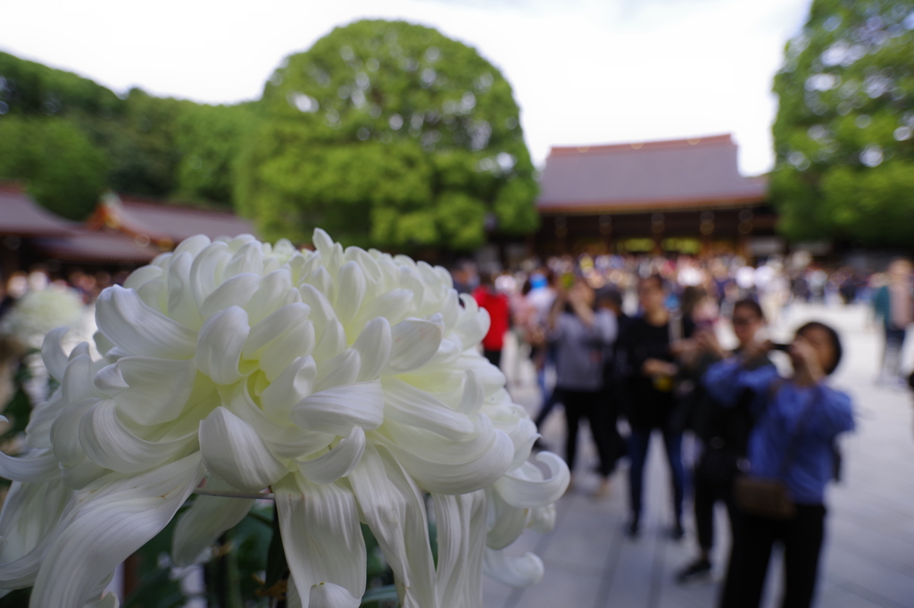 菊花展_明治神宮