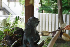 手水舎_狛犬_多田神社