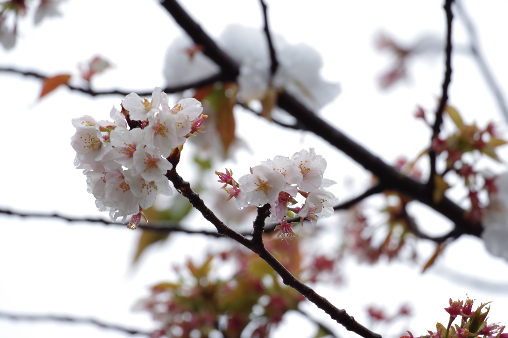 雪中桜