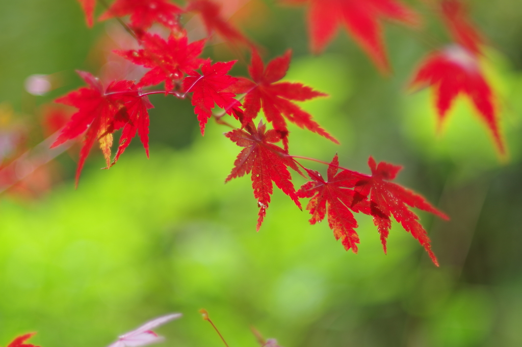 紅葉_新宿御苑