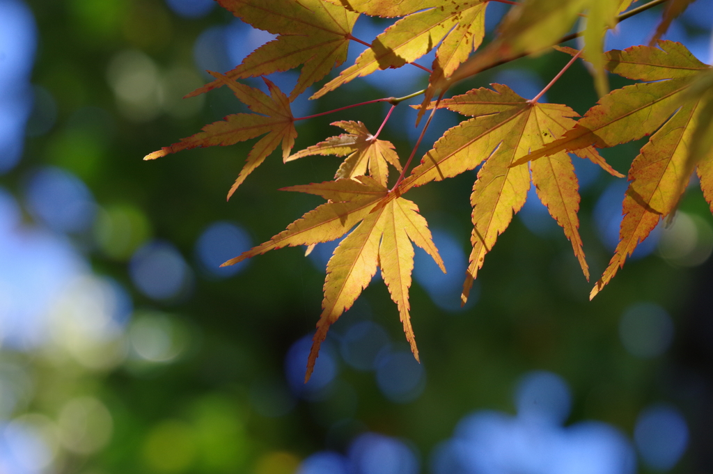 紅葉_林芙美子記念館