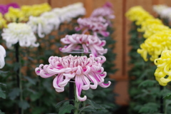 菊花壇展_新宿御苑