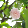 乙女椿_紅葉山公園