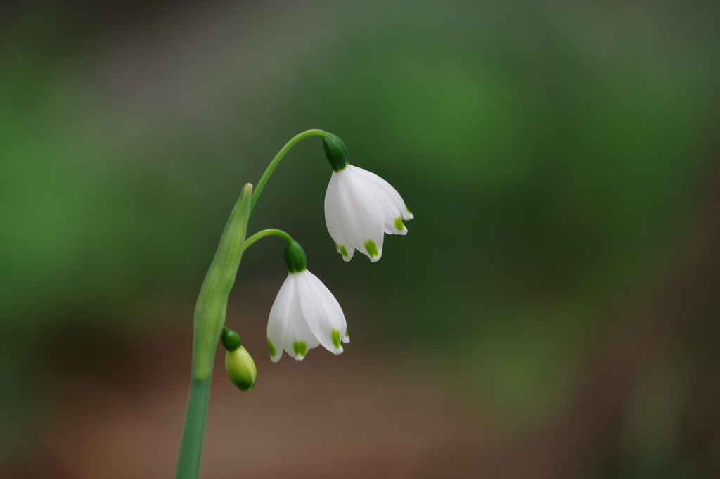 スノーフレーク_林芙美子記念館