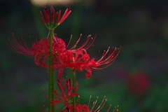 彼岸花_神代植物公園