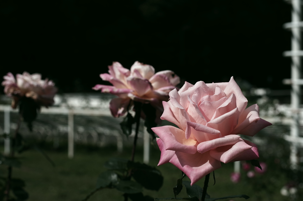 バラ_代々木公園